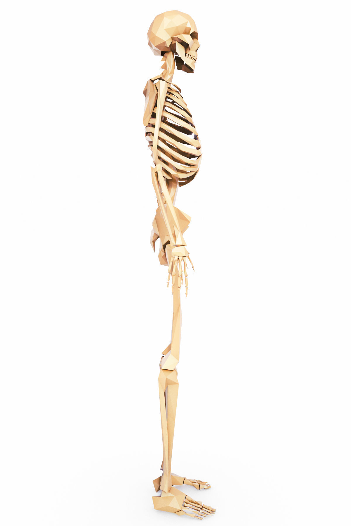 Human Skeleton Low Poly Low-poly 3D model_7