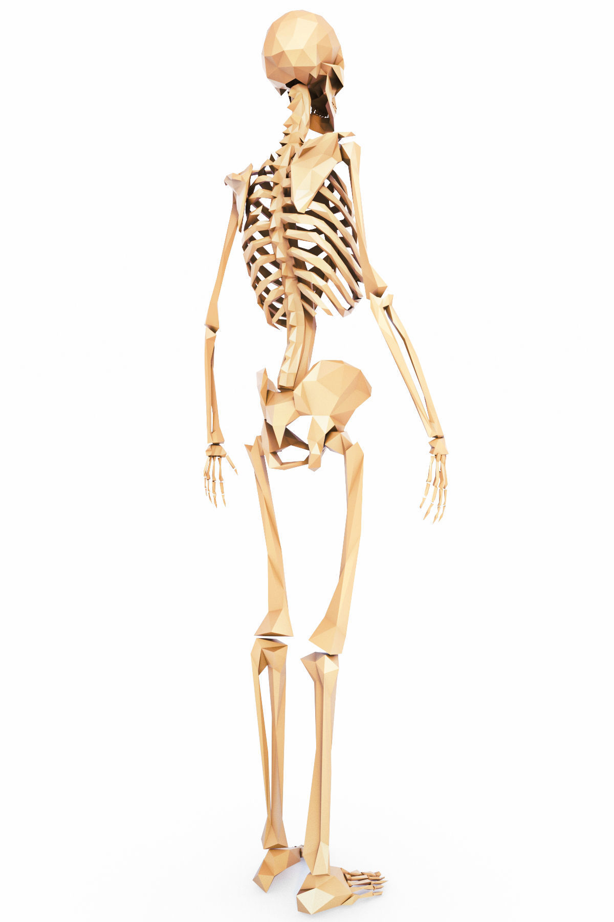 Human Skeleton Low Poly Low-poly 3D model_6