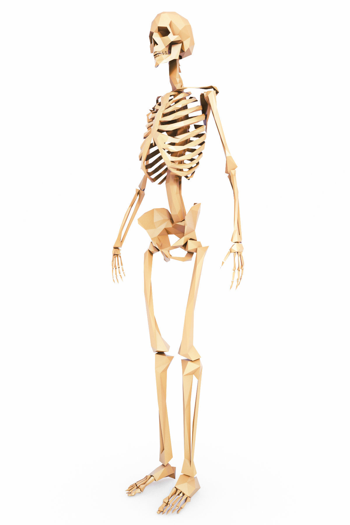 Human Skeleton Low Poly Low-poly 3D model_2
