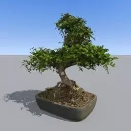 bonsai tree Free 3D model