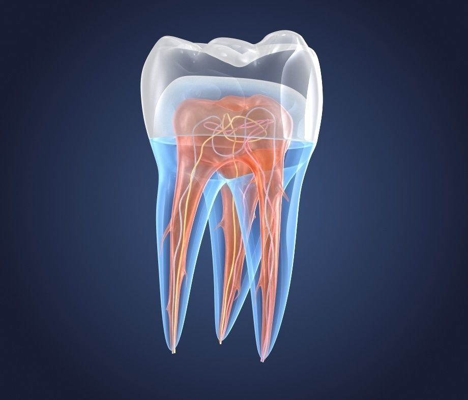 Transparent tooth and crown endodontics inner structure 3D model_1