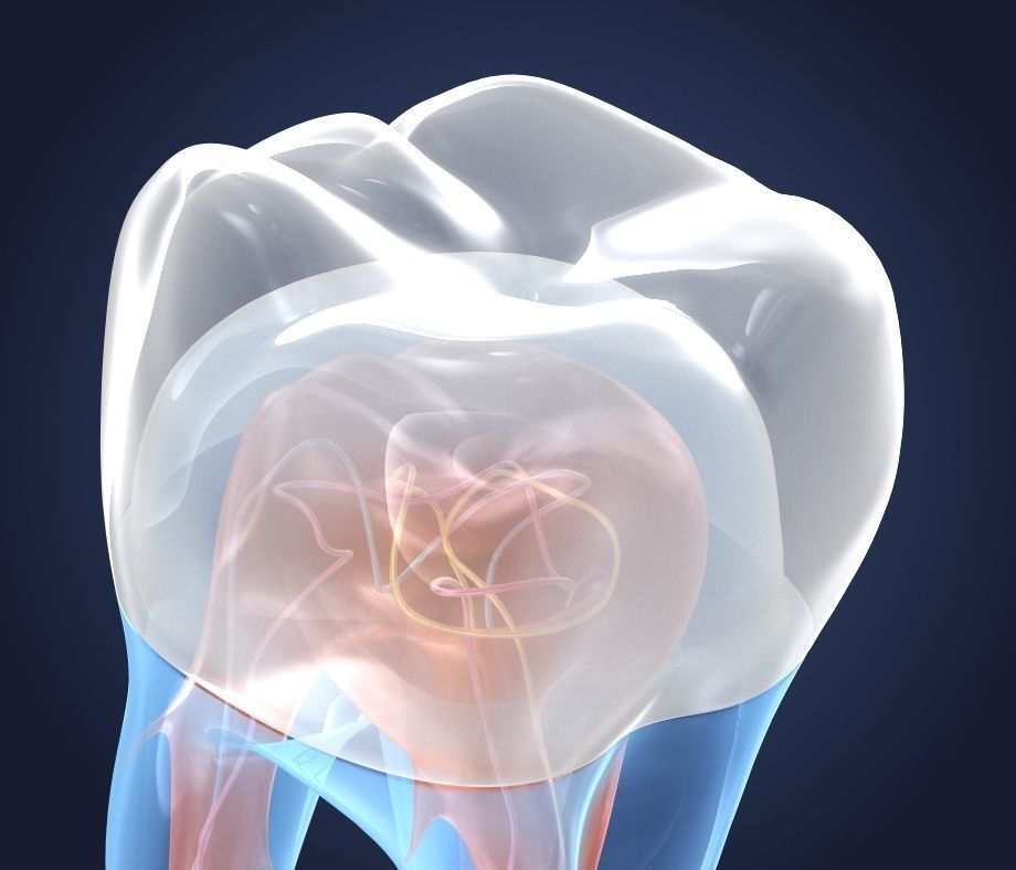 Transparent tooth and crown endodontics inner structure 3D model_5