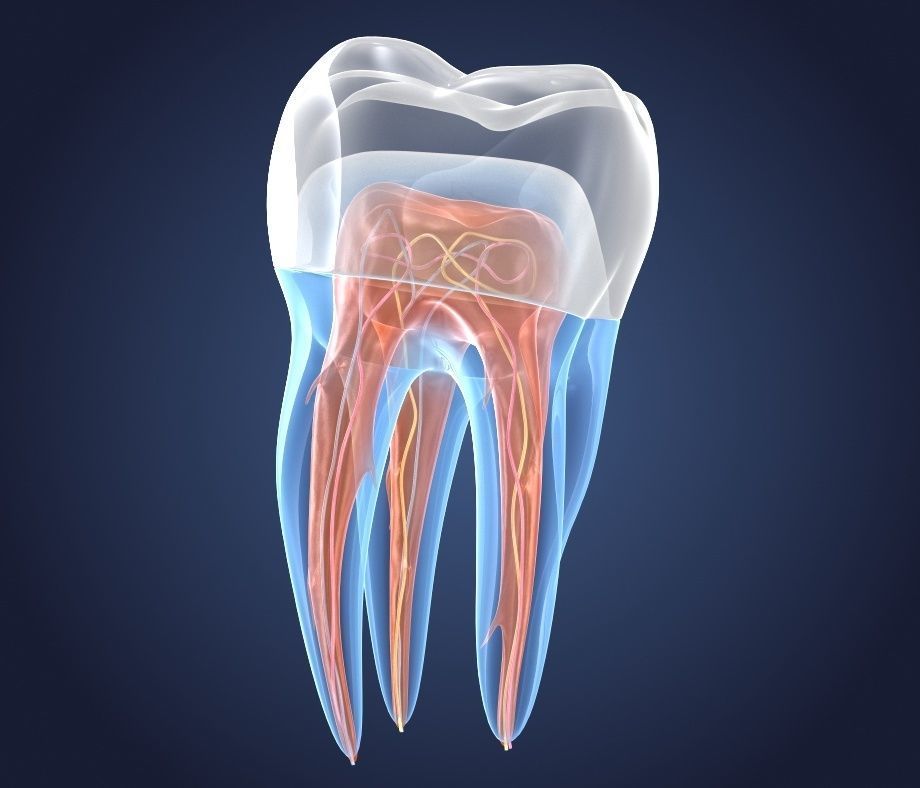 Transparent tooth and crown endodontics inner structure 3D model_3