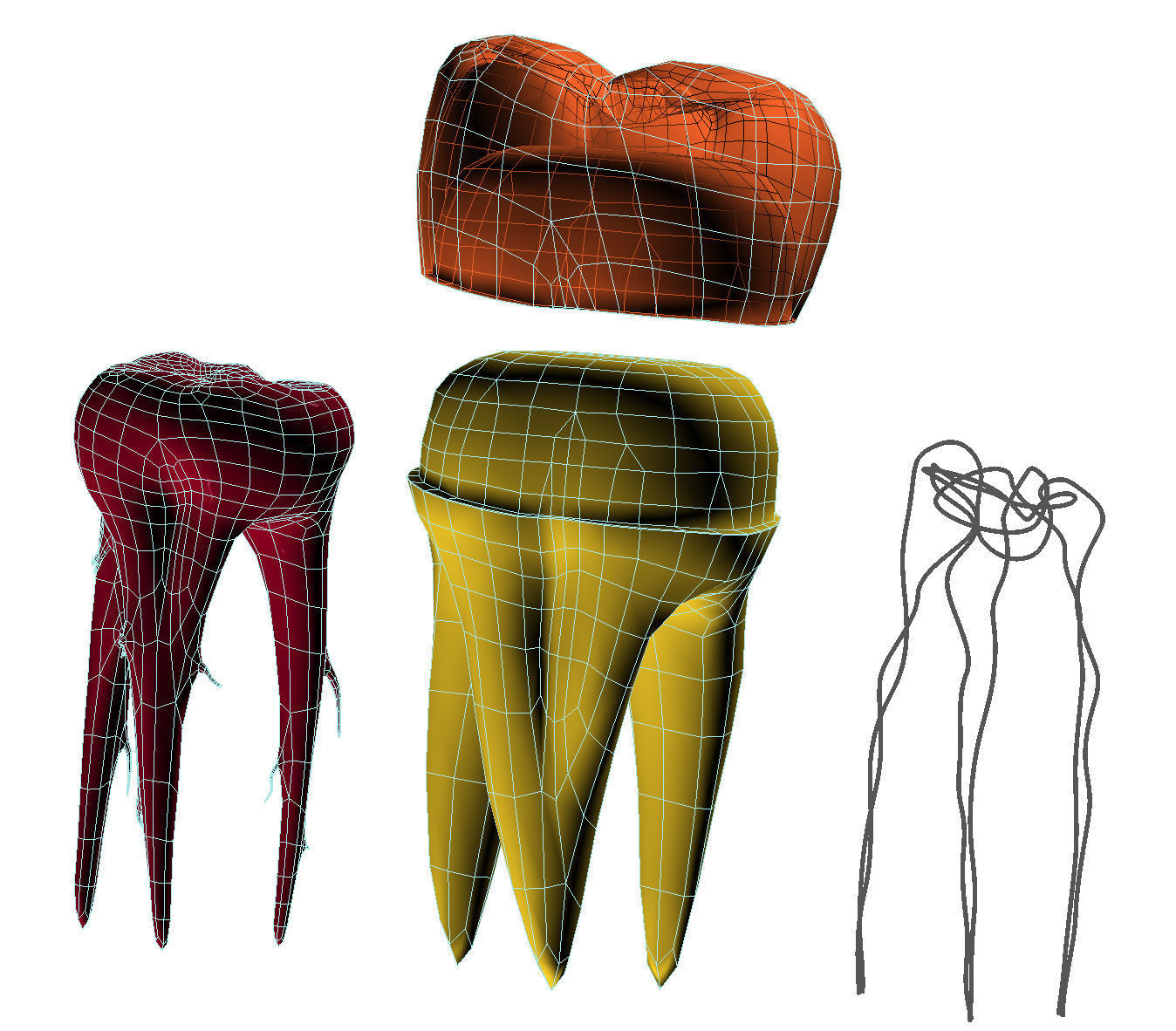 Transparent tooth and crown endodontics inner structure 3D model_7