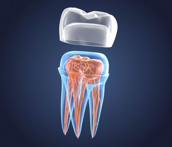 Transparent tooth and crown endodontics inner structure 3D model
