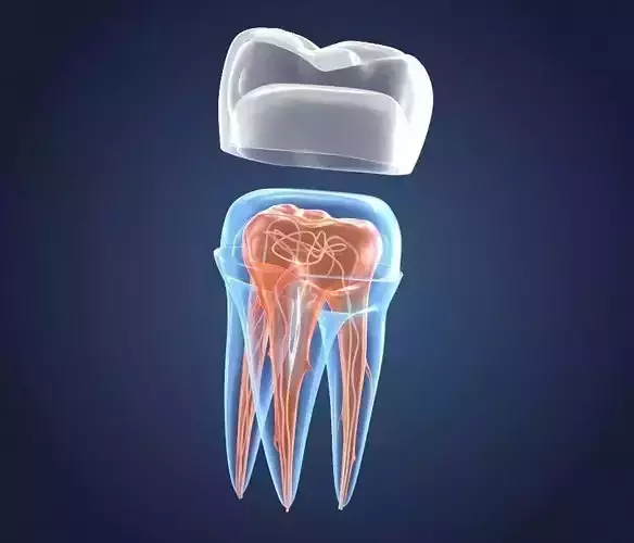 Transparent tooth and crown endodontics inner structure 3D model