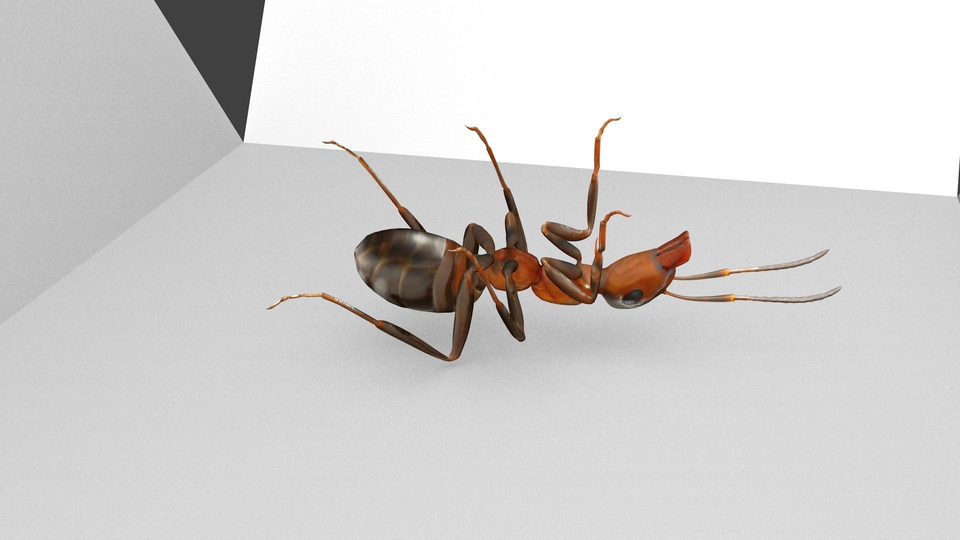 Ant 3D Model Animated and Rigged Low-poly 3D model_4