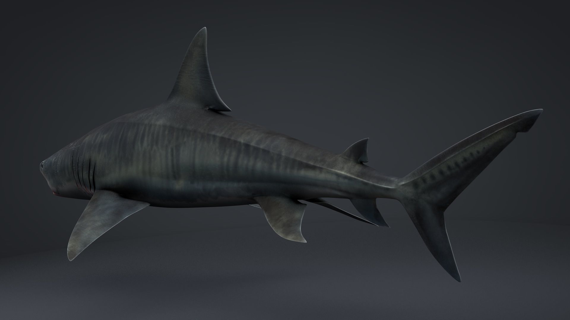 Tiger Shark Rigged C4D Low-poly 3D model_17