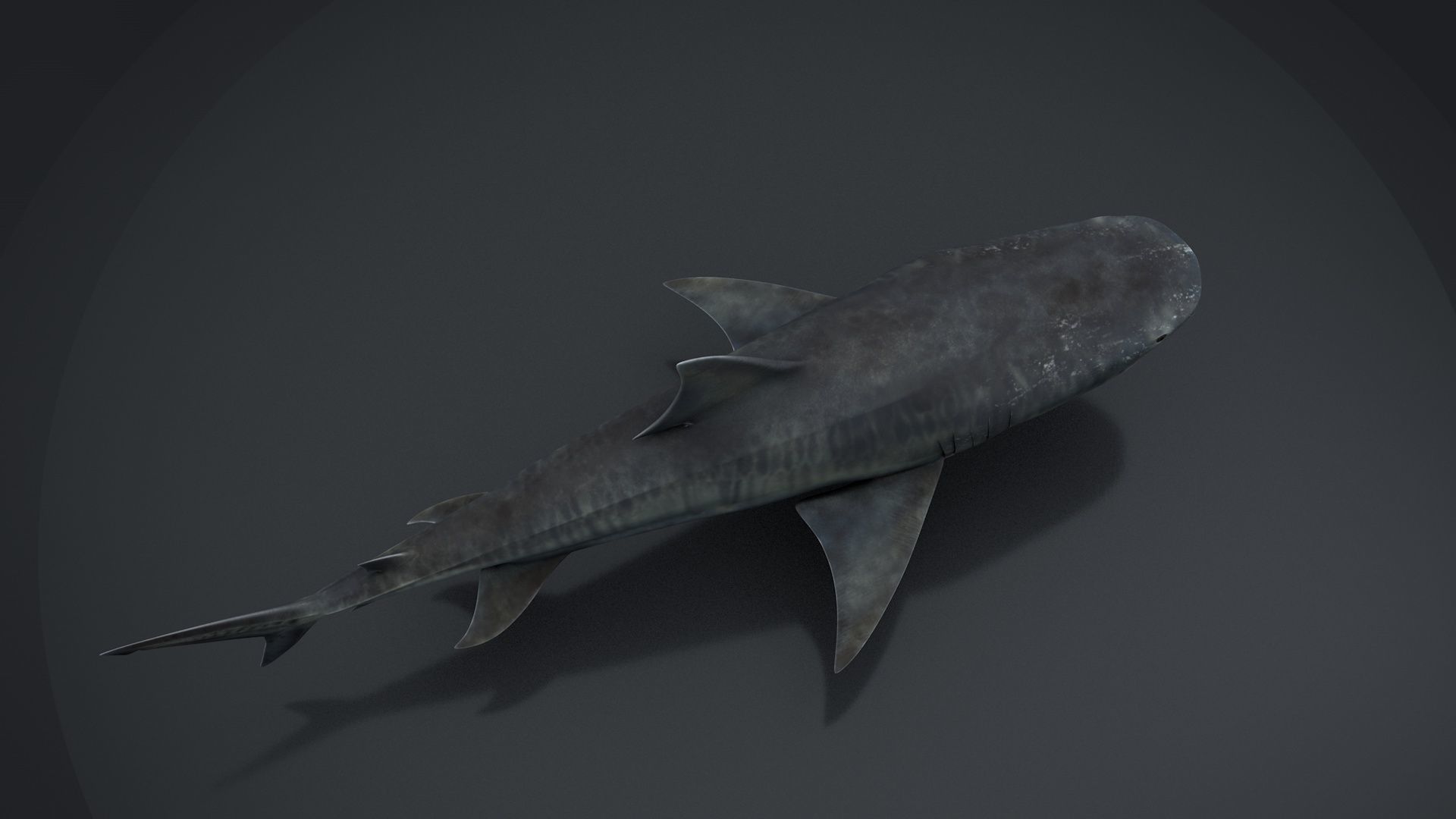 Tiger Shark Rigged C4D Low-poly 3D model_16