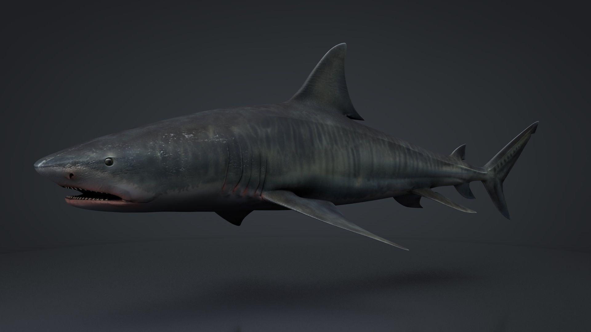 Tiger Shark Rigged C4D Low-poly 3D model_14