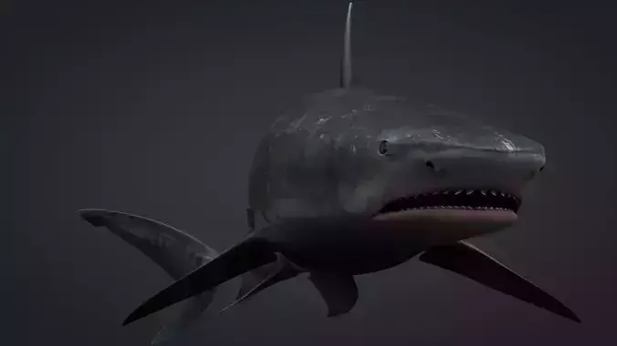 Tiger Shark Rigged C4D Low-poly 3D model