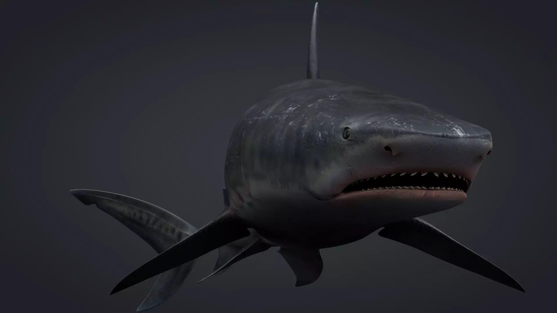 Tiger Shark Rigged C4D Low-poly 3D model_0