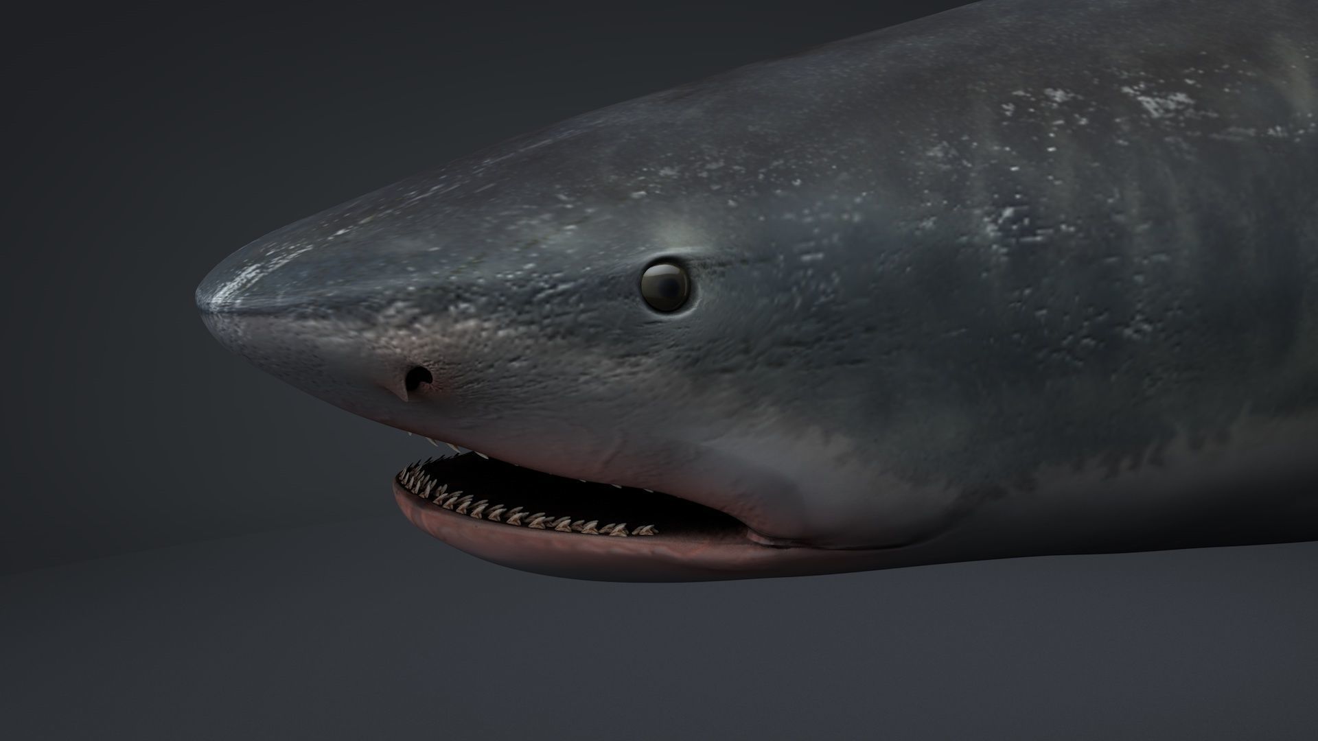 Tiger Shark Rigged C4D Low-poly 3D model_5