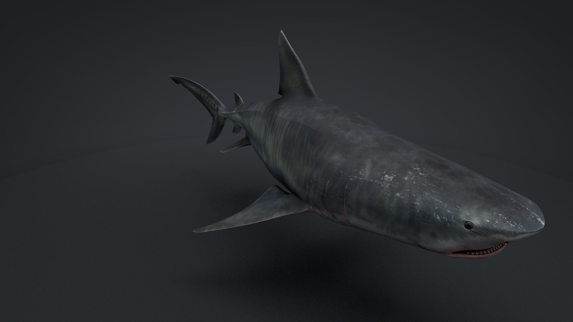 Tiger Shark Rigged C4D Low-poly 3D model_4