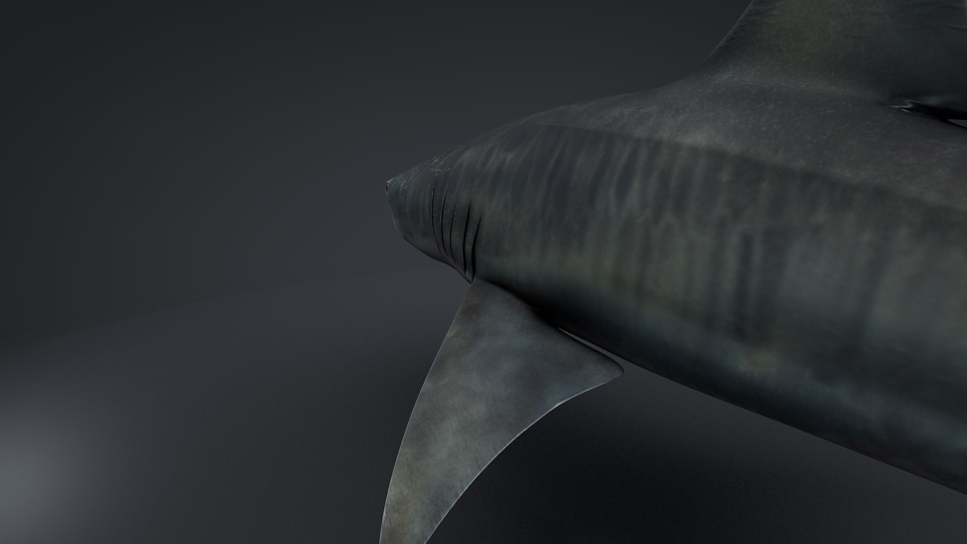 Tiger Shark Rigged C4D Low-poly 3D model_18
