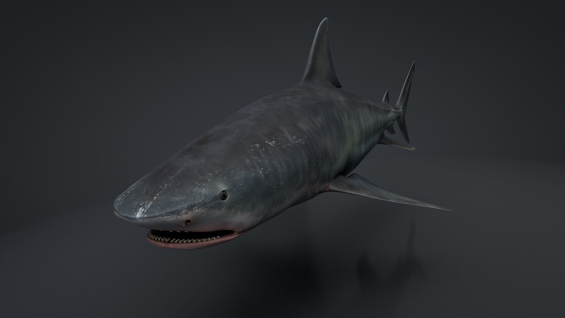 Tiger Shark Rigged C4D Low-poly 3D model_11