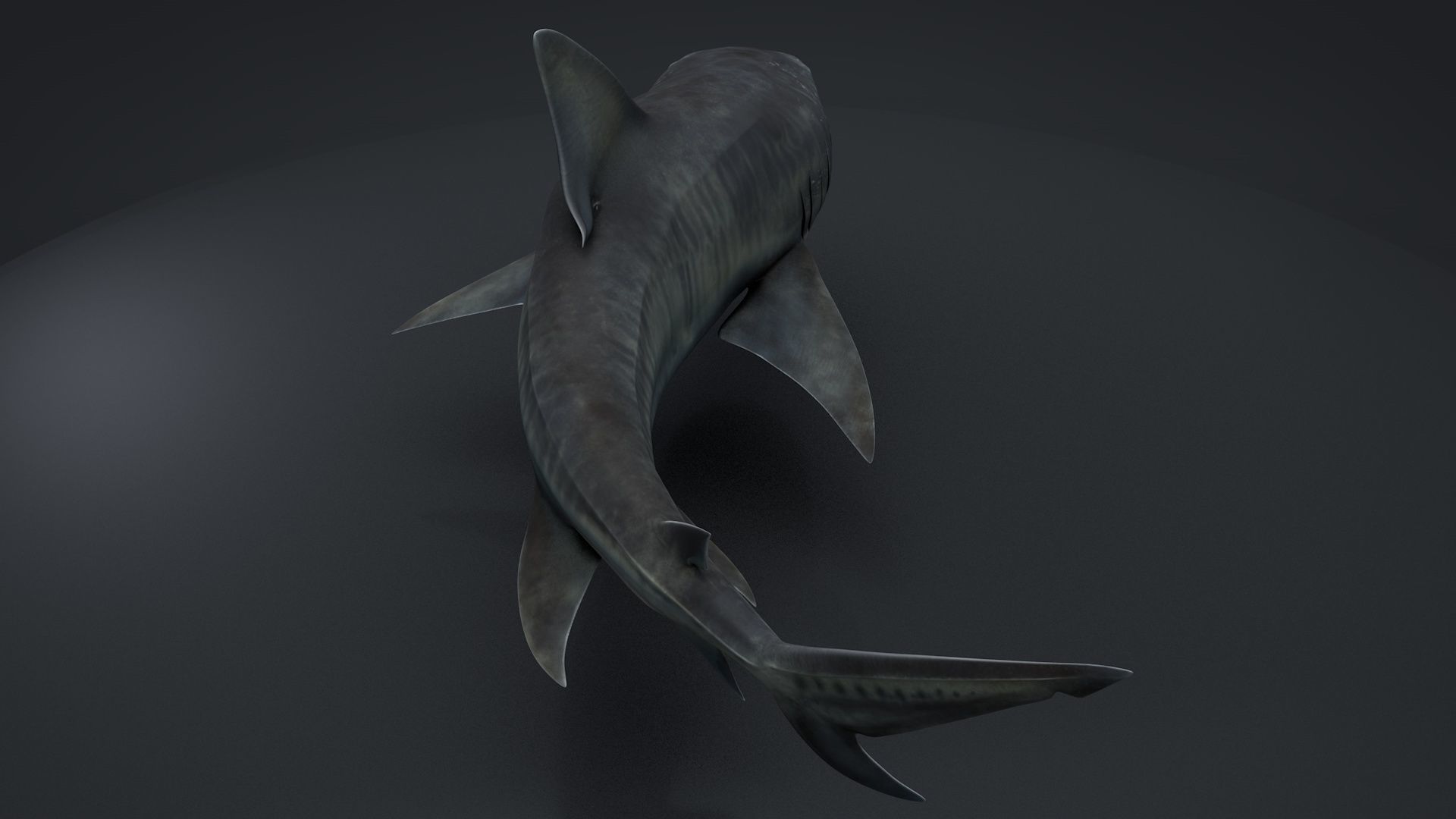 Tiger Shark Rigged C4D Low-poly 3D model_9