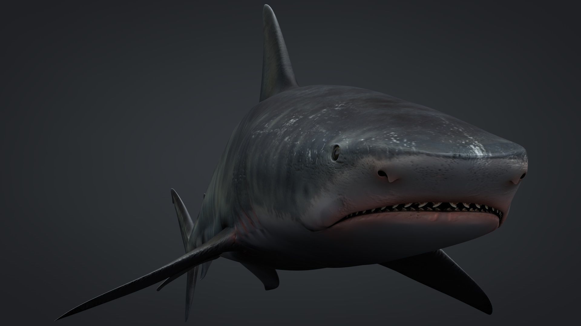 Tiger Shark Rigged C4D Low-poly 3D model_15