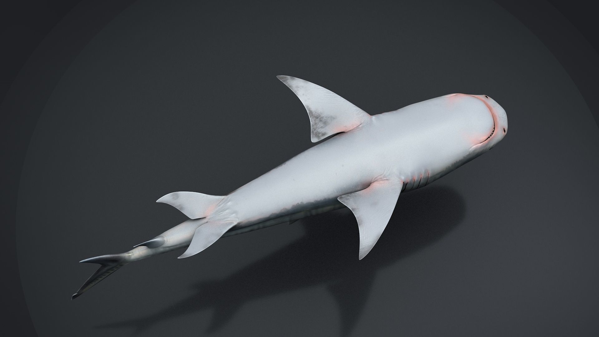 Tiger Shark Rigged C4D Low-poly 3D model_10