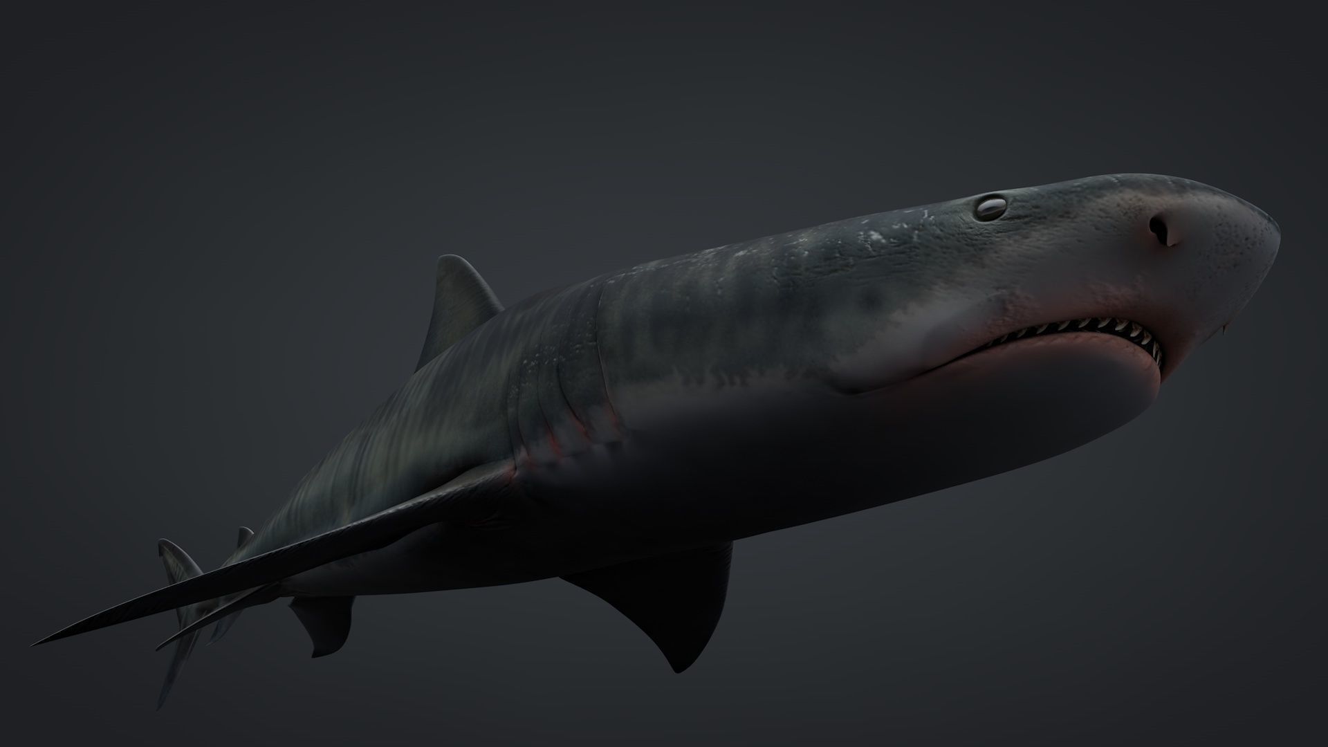 Tiger Shark Rigged C4D Low-poly 3D model_13
