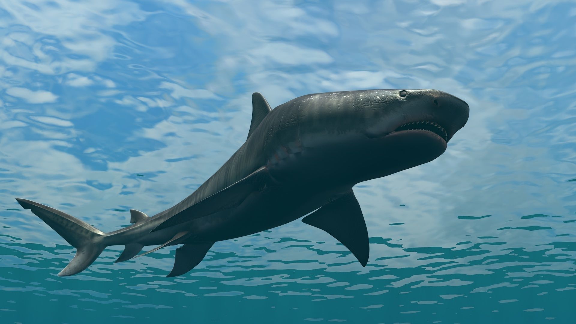Tiger Shark Rigged C4D Low-poly 3D model_21