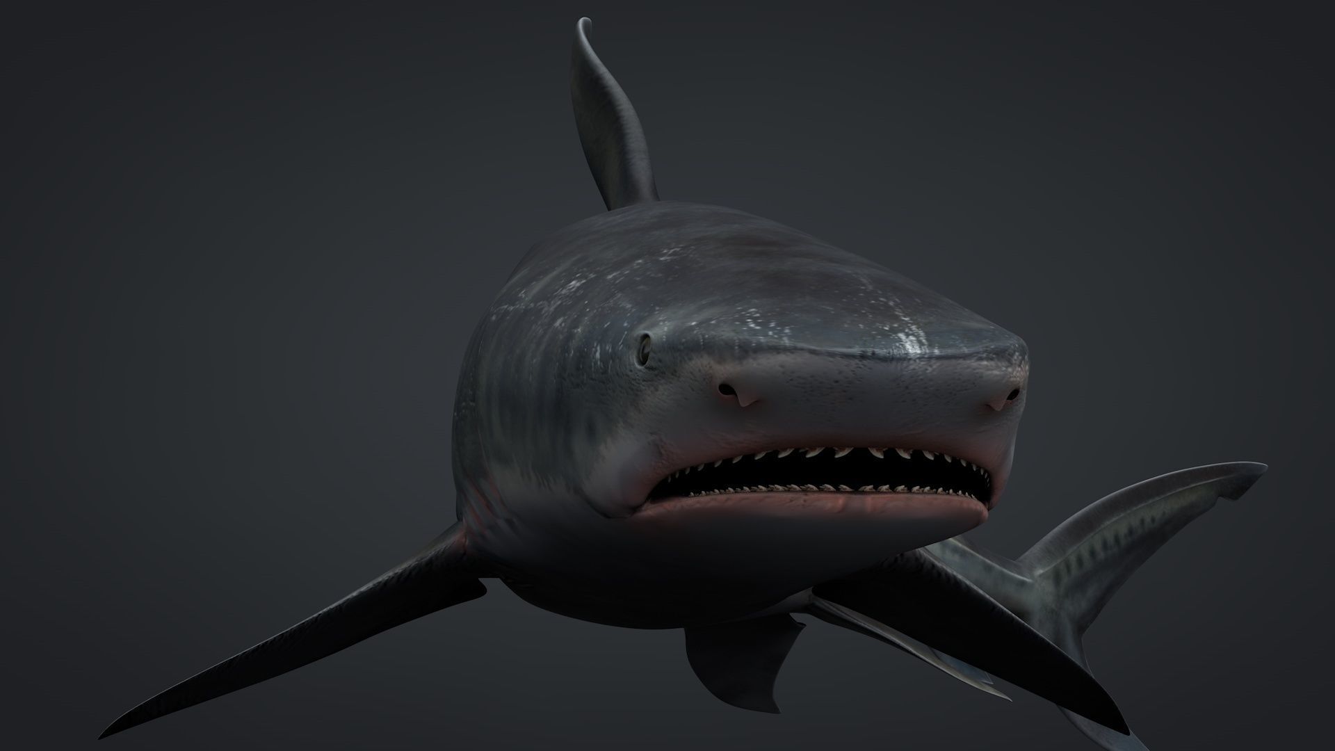 Tiger Shark Rigged C4D Low-poly 3D model_3