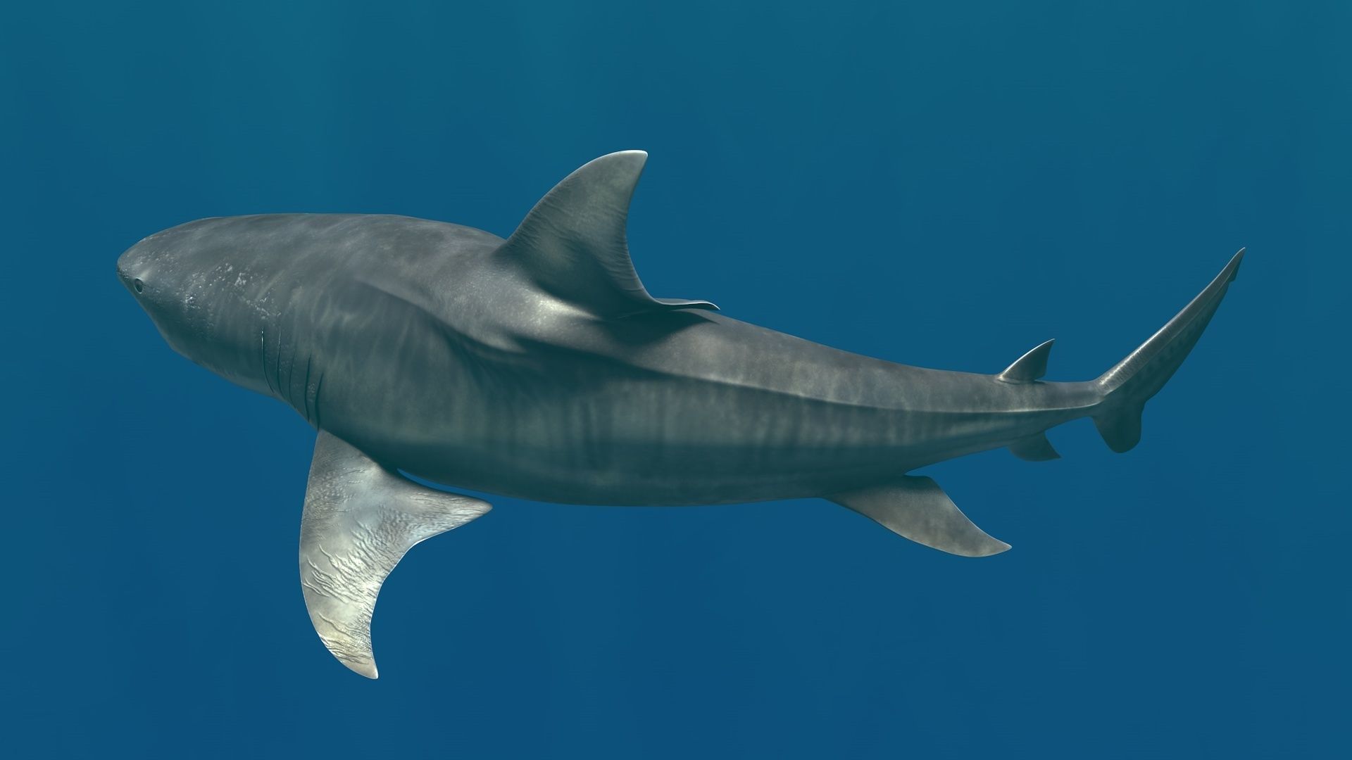 Tiger Shark Rigged C4D Low-poly 3D model_20