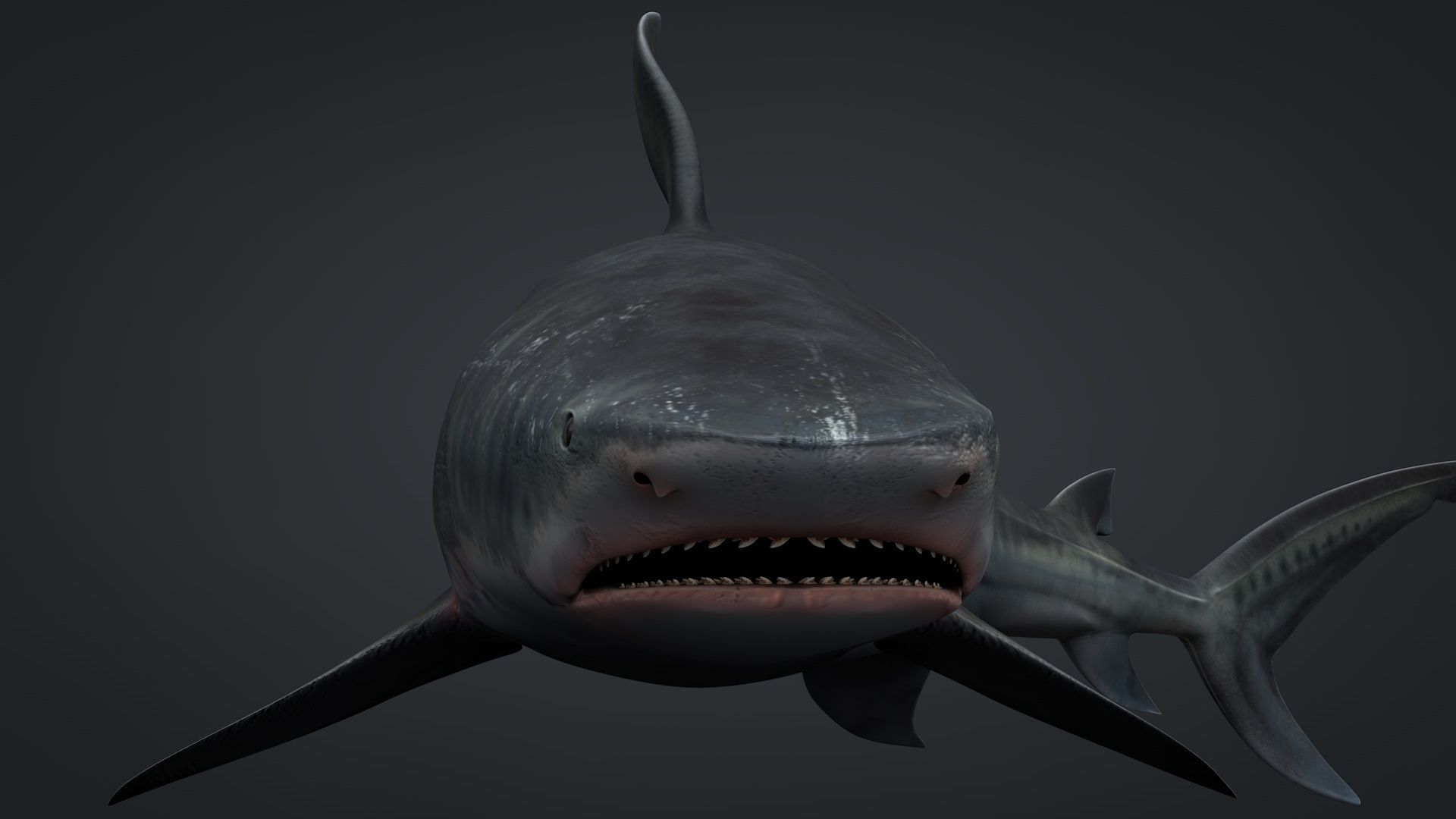 Tiger Shark Rigged C4D Low-poly 3D model_19