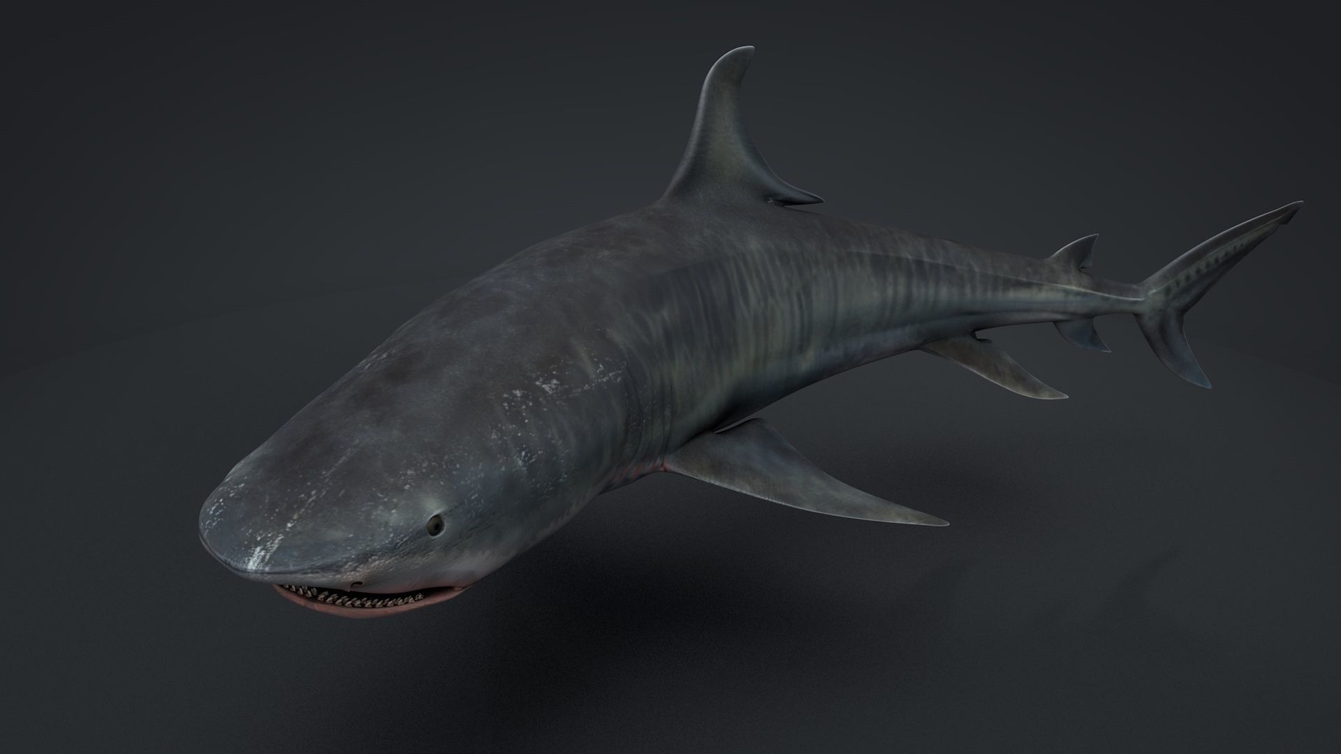 Tiger Shark Rigged C4D Low-poly 3D model_7