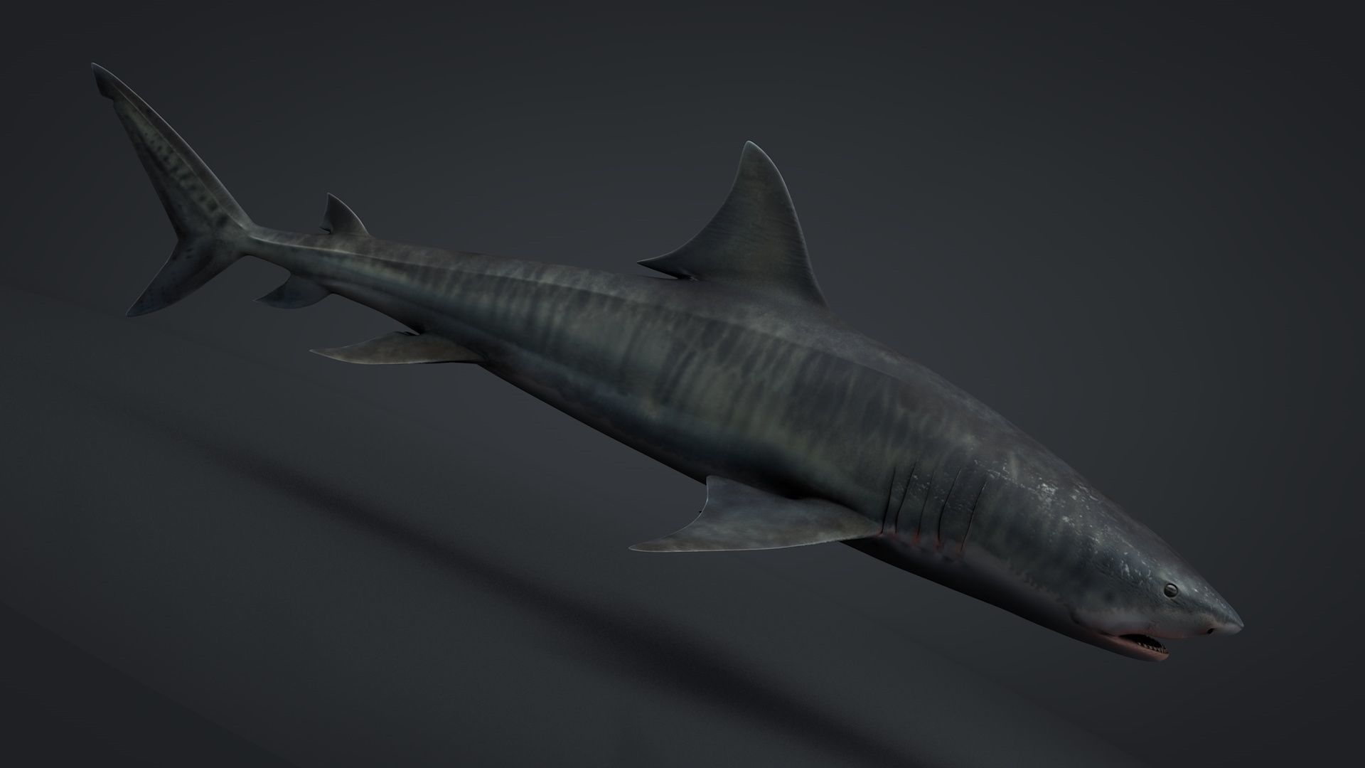 Tiger Shark Rigged C4D Low-poly 3D model_6