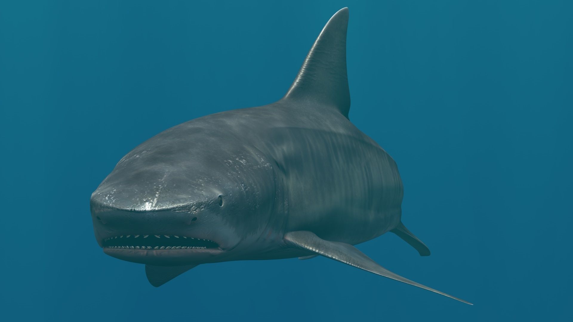 Tiger Shark Rigged C4D Low-poly 3D model_2