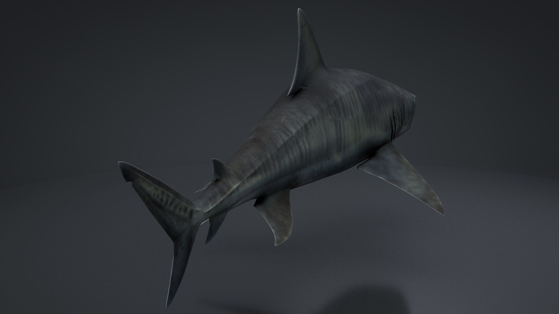Tiger Shark Rigged C4D Low-poly 3D model_12