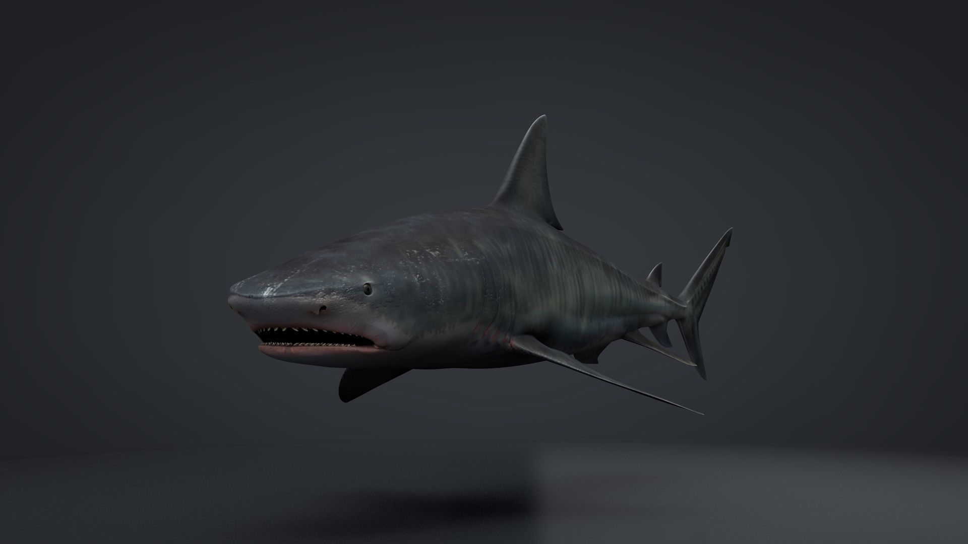 Tiger Shark Rigged C4D Low-poly 3D model_8