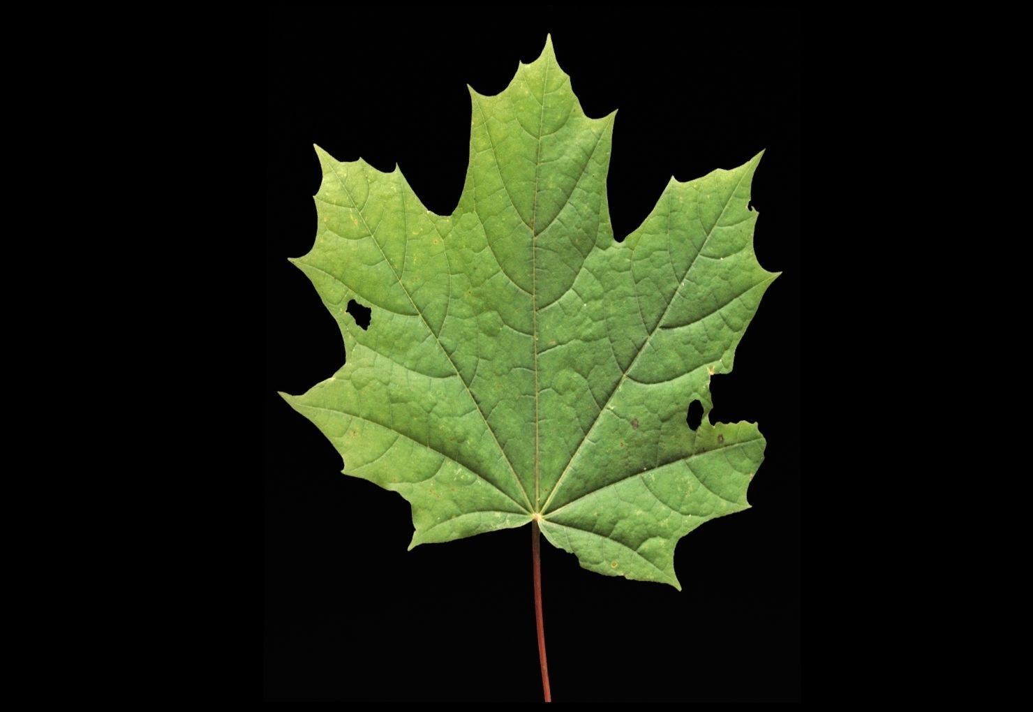 leaves 01 Low-poly 3D model_7