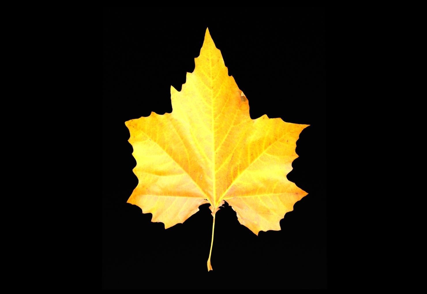 leaves 01 Low-poly 3D model_4