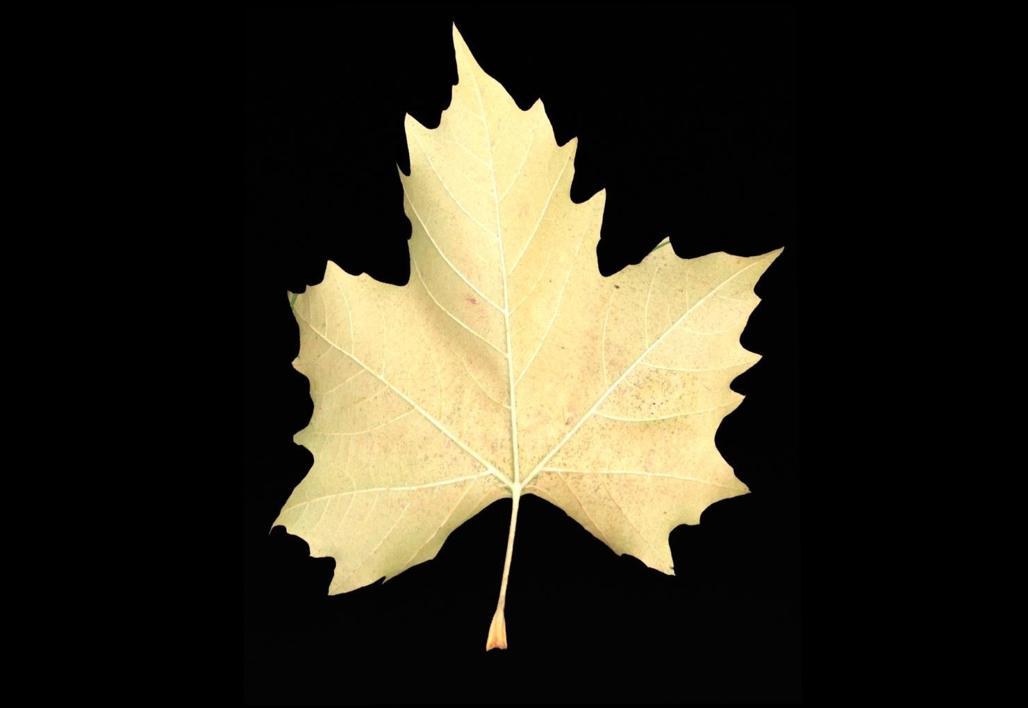 leaves 01 Low-poly 3D model_11