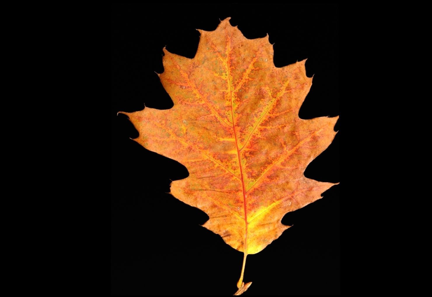 leaves 01 Low-poly 3D model_9