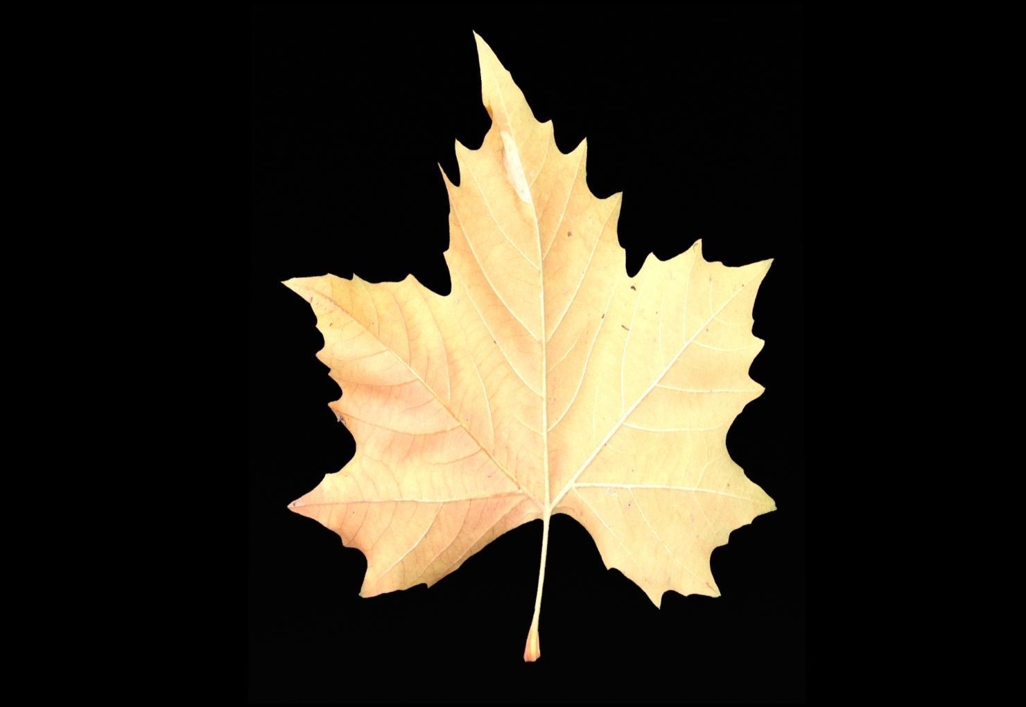 leaves 01 Low-poly 3D model_13