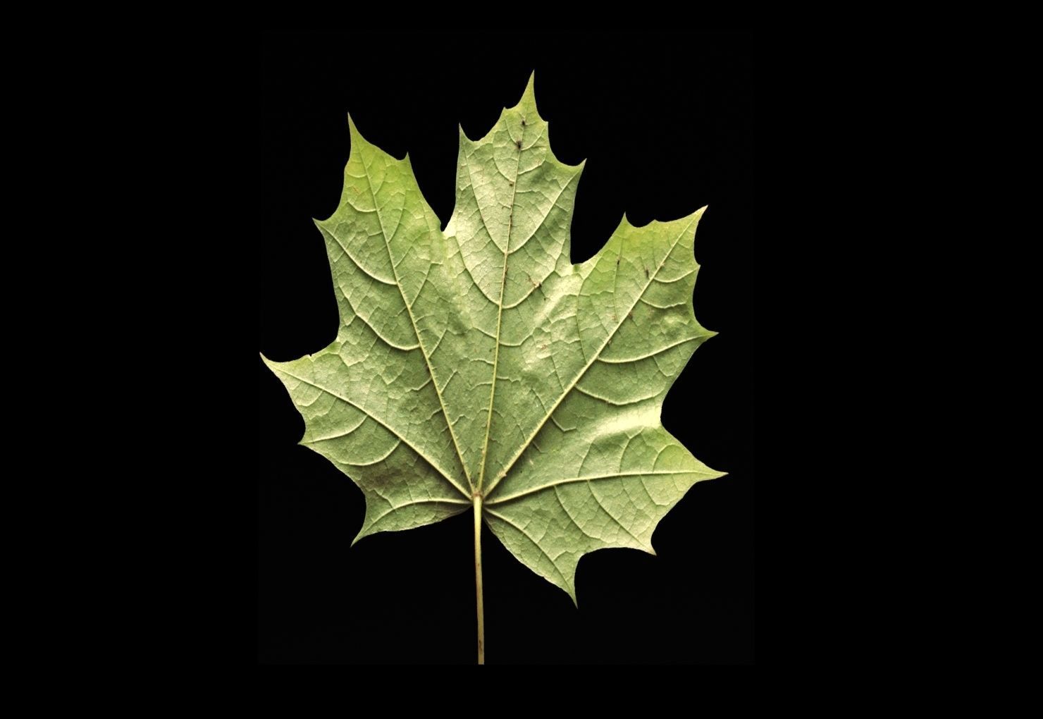leaves 01 Low-poly 3D model_5