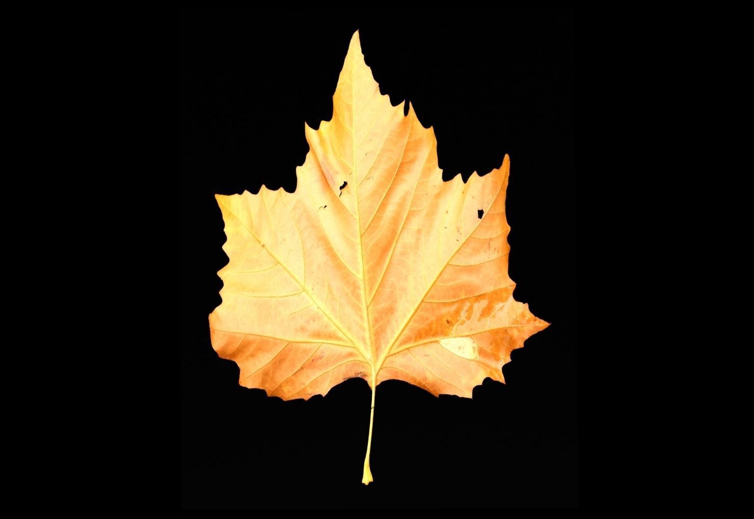 leaves 01 Low-poly 3D model_6