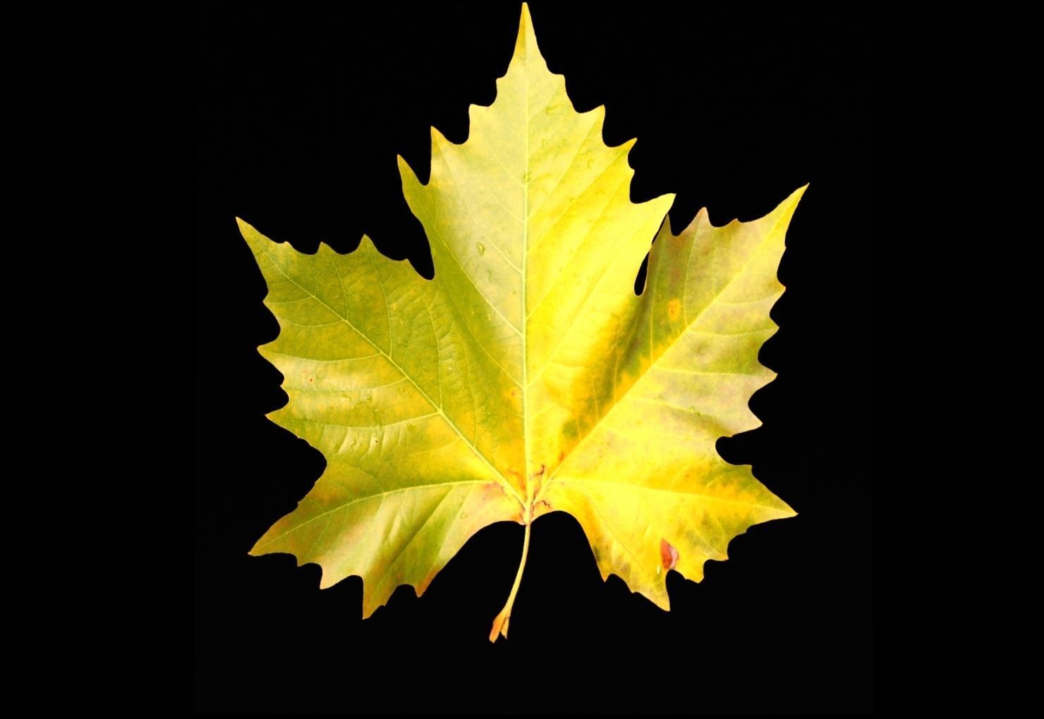 leaves 01 Low-poly 3D model_8