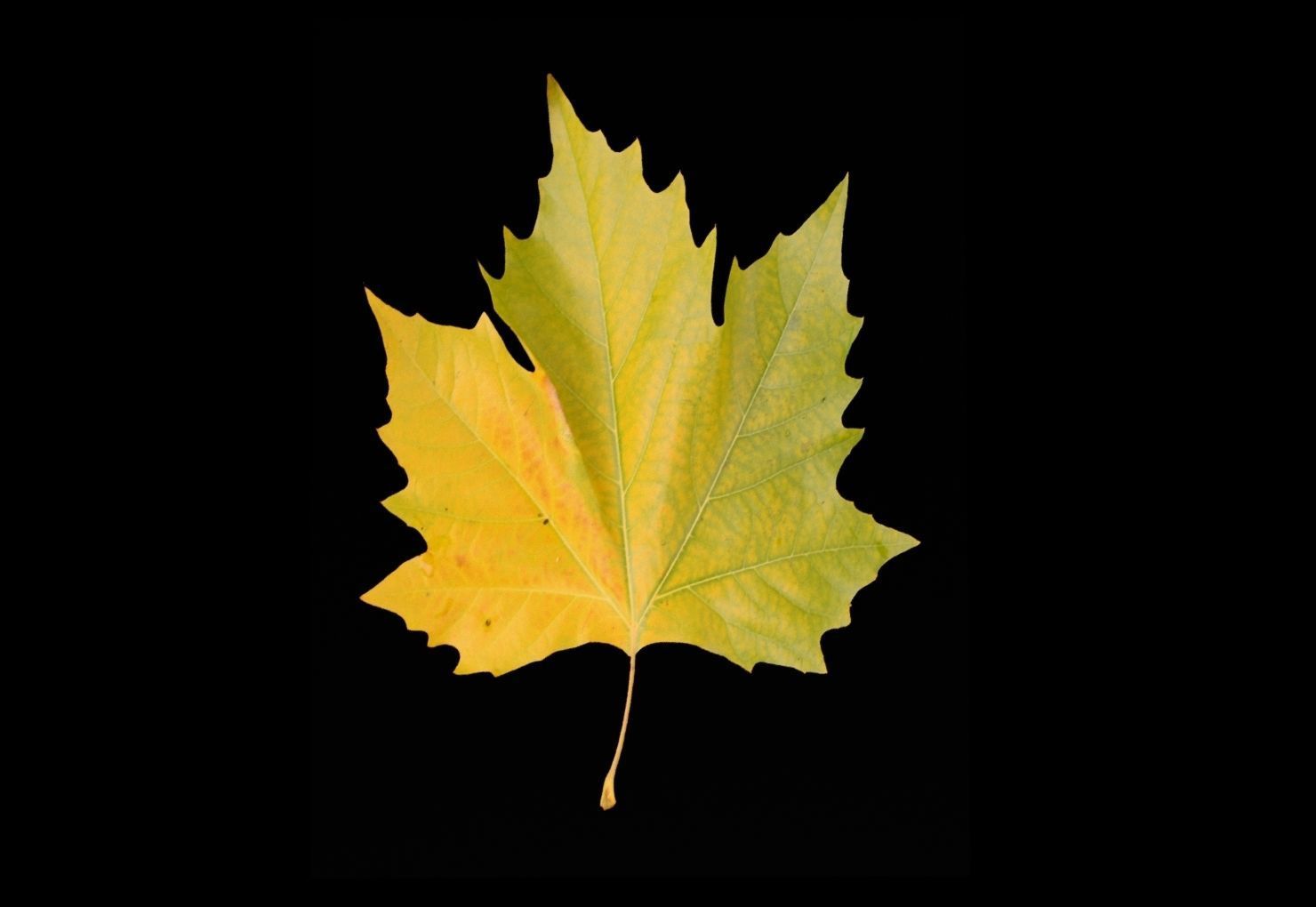 leaves 01 Low-poly 3D model_3