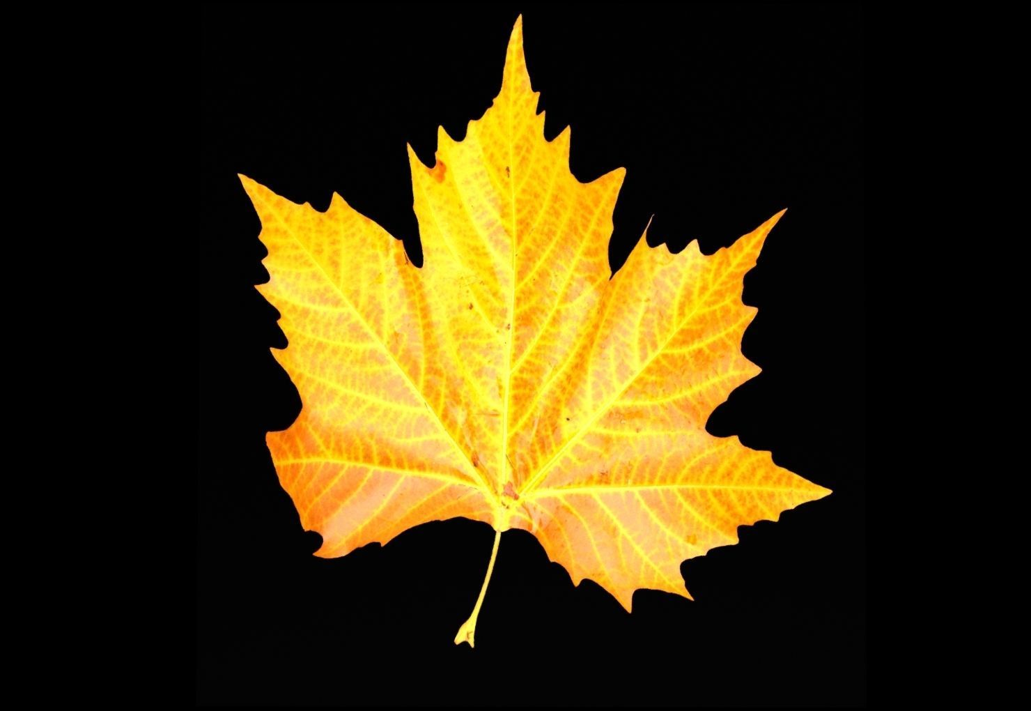 leaves 01 Low-poly 3D model_14