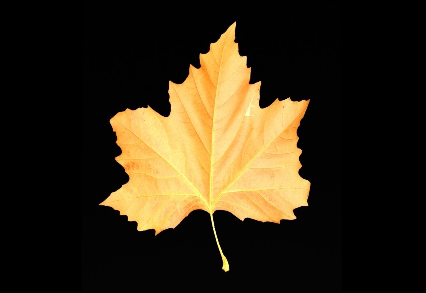 leaves 01 Low-poly 3D model_12