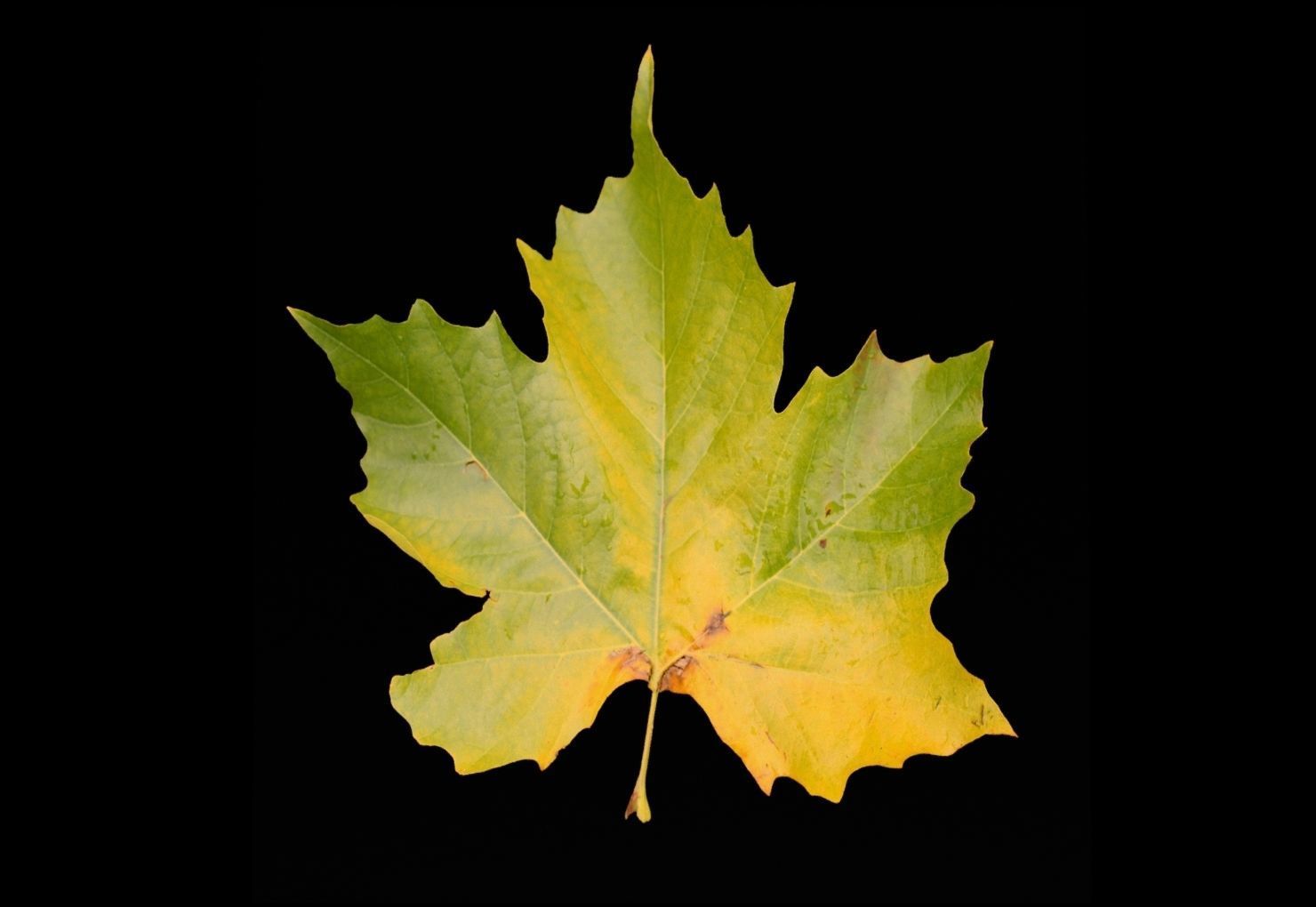 leaves 01 Low-poly 3D model_10