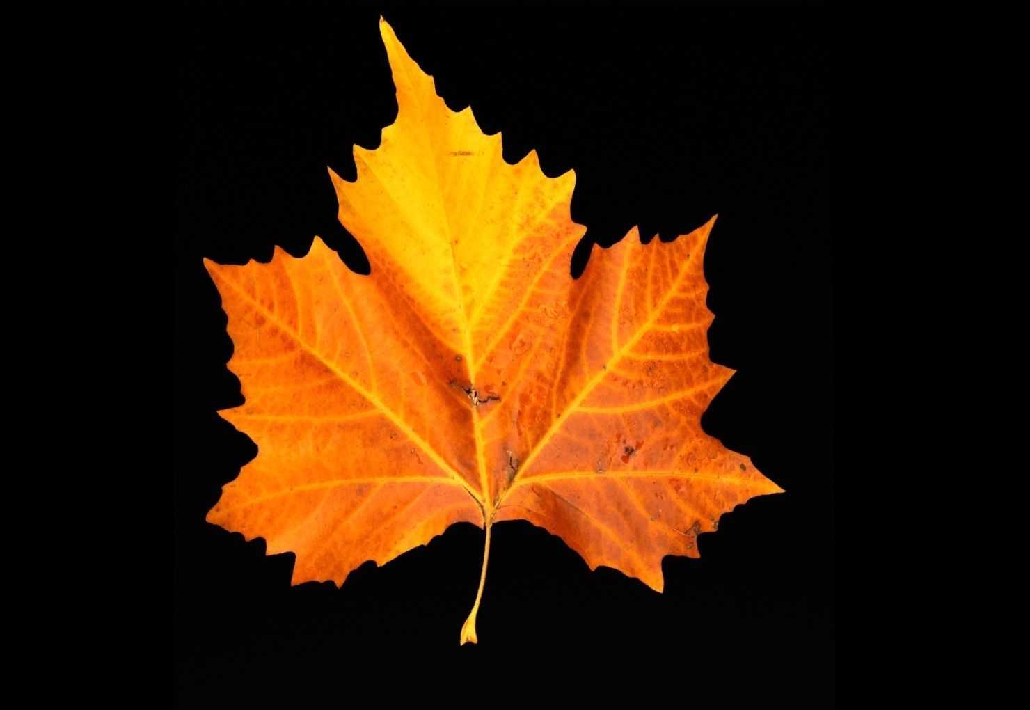 leaves 01 Low-poly 3D model_2