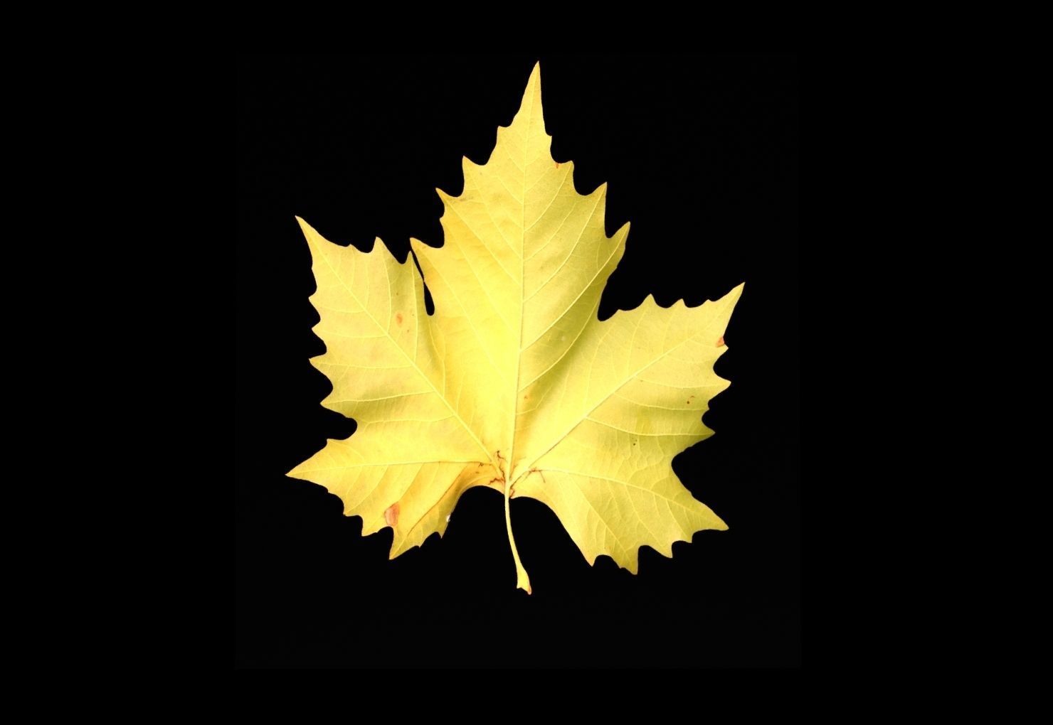 leaves 01 Low-poly 3D model_1