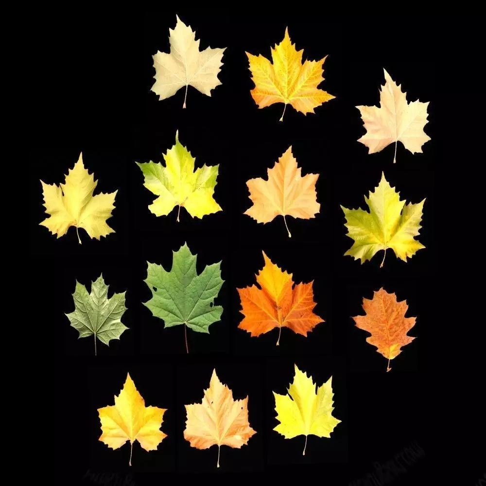 leaves 01 Low-poly 3D model_0