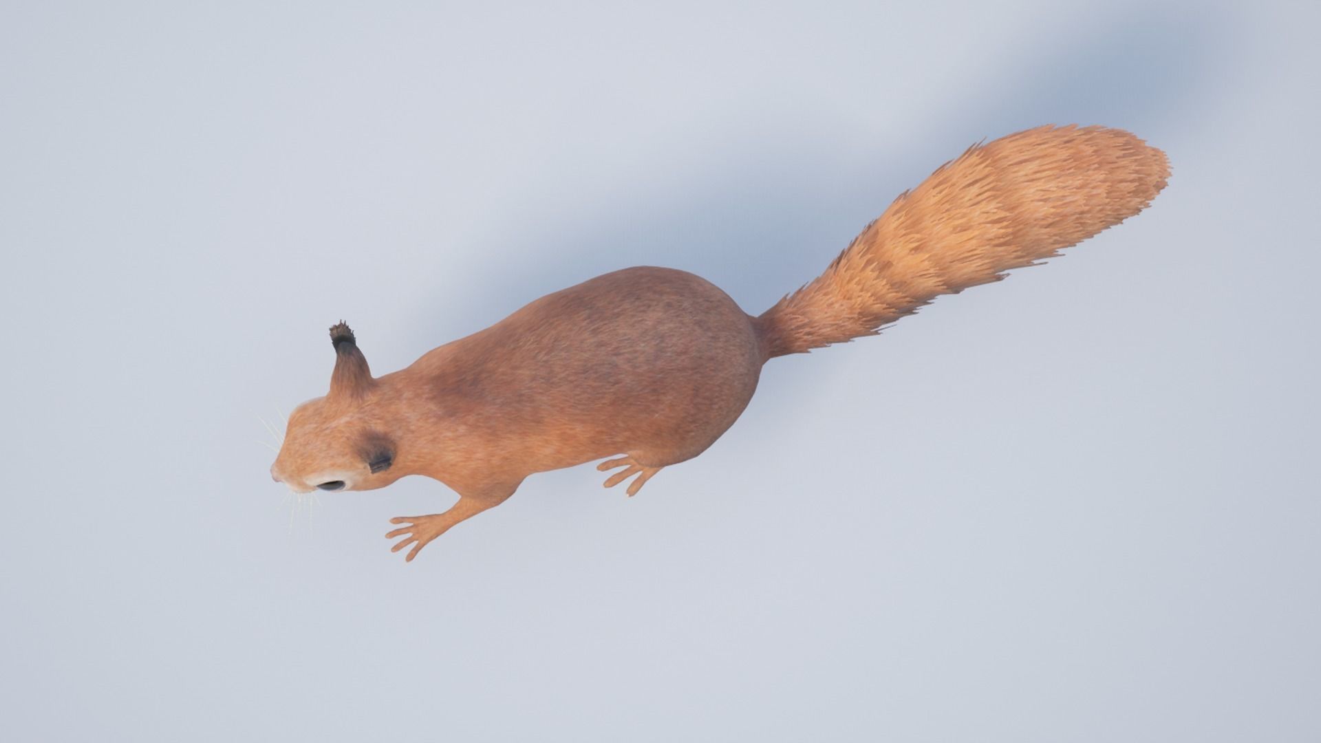 Squirrel Low-poly 3D model_7