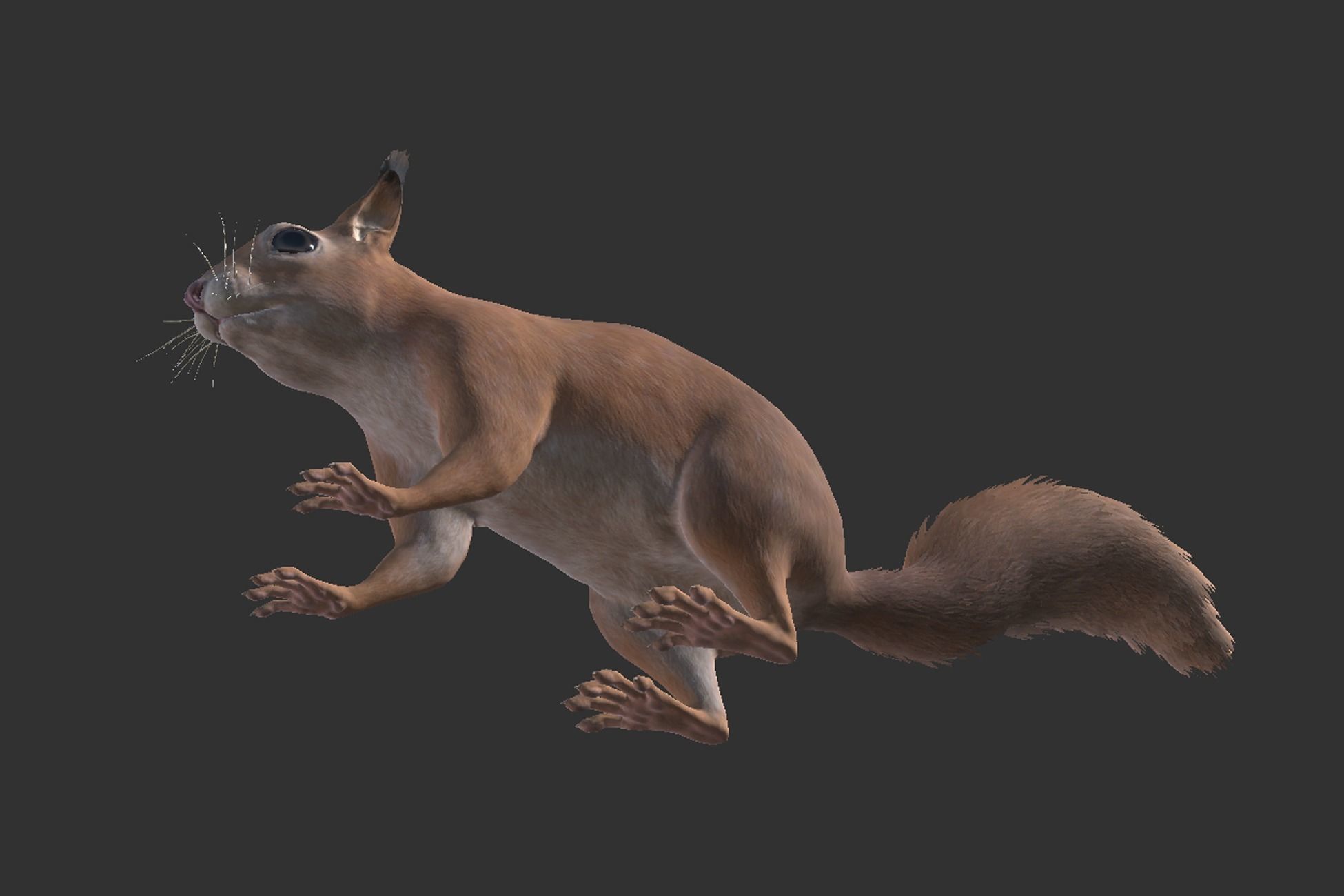 Squirrel Low-poly 3D model_8